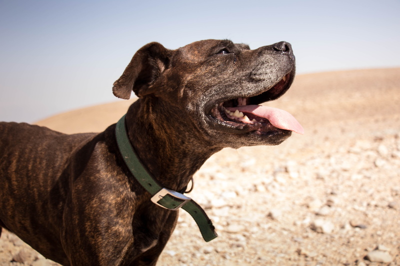 canine, little, arid climate, fun, prairie, 5K, animal body part, brown, loyal, white, desert, focus, pit, blue, vertebrate, america, one animal, dog