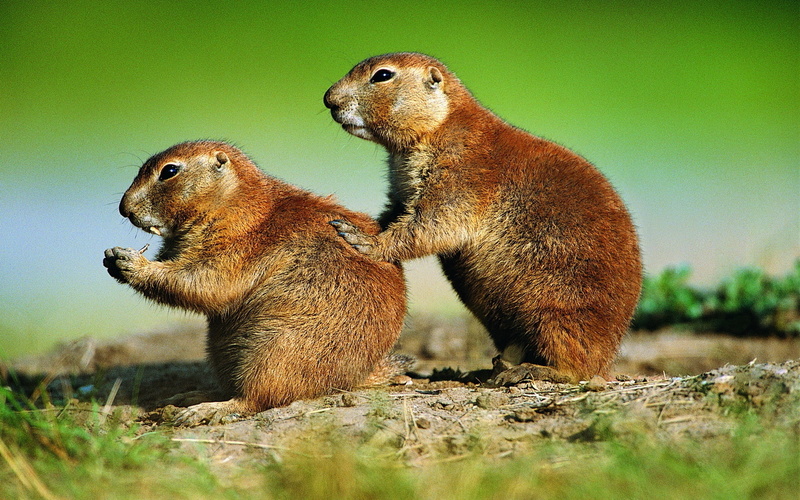group of animals, plant, outdoors, sitting, wilderness Area, rodent, mammal, close-up, cute, selective focus, standing, wildlife, care, nature, animal wildlife