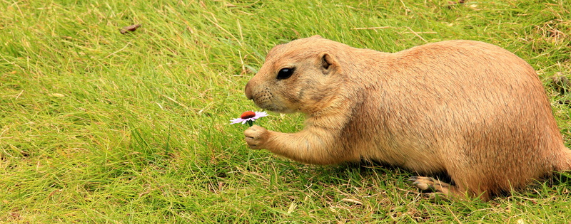 animal wildlife, mammal, food, furry, no people, field, vertebrate, animals in the wild, beaver, cute, outdoors, sweet, gophers, nature, plant, close-up