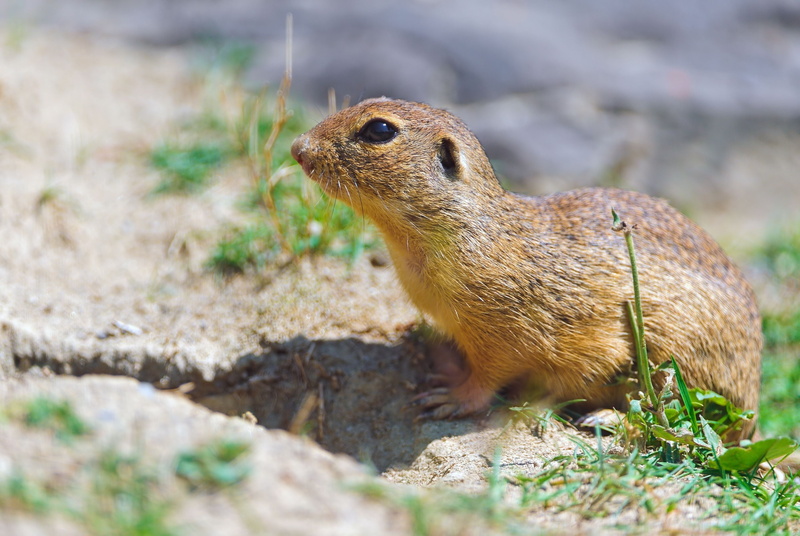 mammal, one Animal, gopher, sitting, vertebrate, rock - object, brown, solid, standing, animal wildlife, nature, ground Squirrel, rock, animals In The Wild