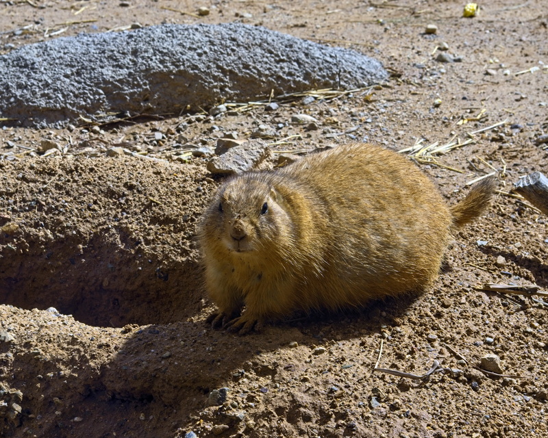 squirrel, wild, nature, furry, sweet, animal themes, zoo, marmotini, vertebrate, animal wildlife, mammal, cynomys, rock, land, animal, prairie, sunlight