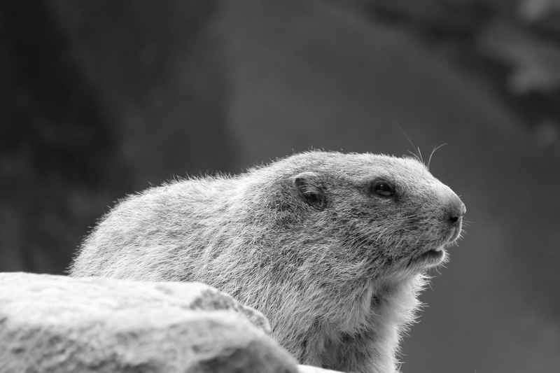 woodchuck, nostalgic, rodent, marmot, animal body part, Monochrome, wildlife, vertebrate, focus on foreground, prairie Dog, outdoors, Black And White, Retro