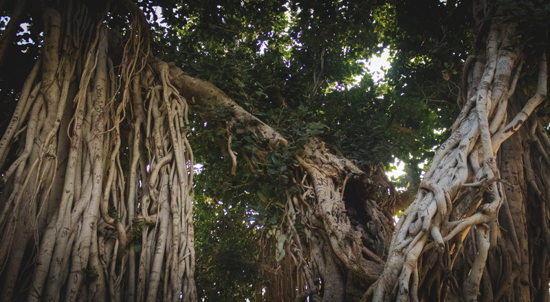 bark, tree canopy, trunk, textured, tranquility, landscape, green, land, outdoors, beautiful, branch, growth, tree trunk, forest, woodland, trees, low angle view