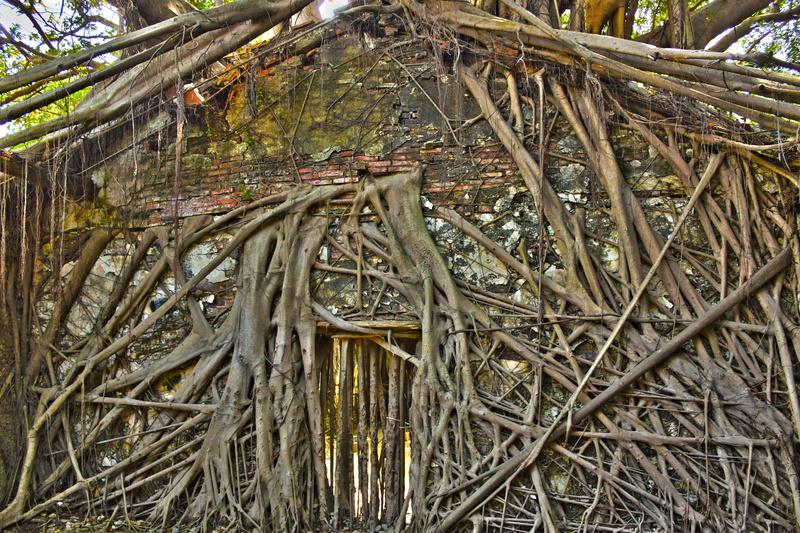 tropical climate, land, house, tranquility, complexity, anping, anping district, plant, day, outdoors, bamboo, plant part, roots, borisworkshop, large group of objects