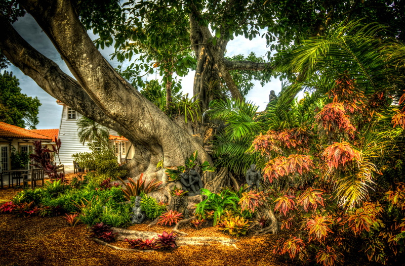 land, green color, no people, banyan tree, tree trunk, palm tree, leaves, growth, tranquil scene, built structure, plant, tropical climate, outdoors, building exterior