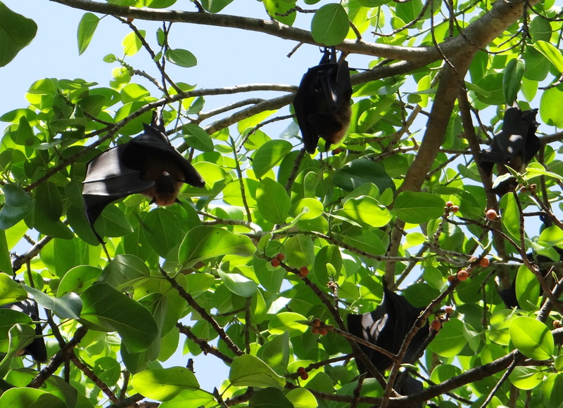animal, branch, bat, belgaum, bat - animal, one animal, tree, khanapur, fauna, mammal, wildlife, low angle view, bird, outdoors, plant, day, claws, hang