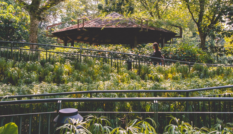 nature, singapore, built structure, travel, footbridge, sunlight, foliage, beauty in nature, architecture, pond, west lake, growth, westlake, banyan tree