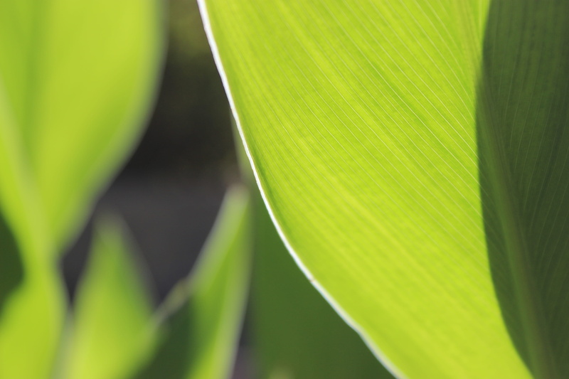 closeup, full frame, vein, leaf, fragility, close-up, banyan, sunlight, green, selective focus, macro, 5K, go green, tree, freshness, plant part, green color