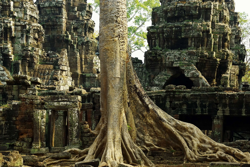 belief, old ruin, worship, temple, no people, strangler, ruined, place of worship, banyan, ruins, architecture, ancient civilization, building exterior