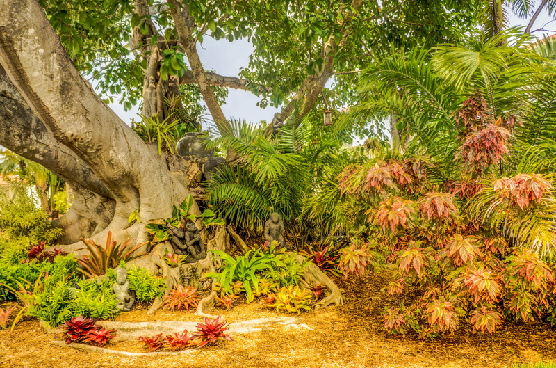 4K, scenics - nature, leaf, south florida, tree, tranquil scene, outdoors, sunlight, nature, tropical climate, tranquility, tree trunk, growth, green color