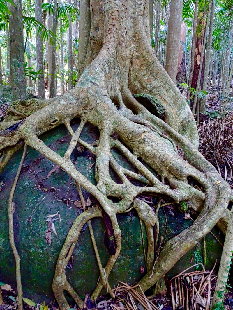 growth, fig, rook, strangler, trunk, plant, buttress, tranquility, no people, moss, banyan, tropical, 4K, day, nature, roots, branch, old, forest, woodland