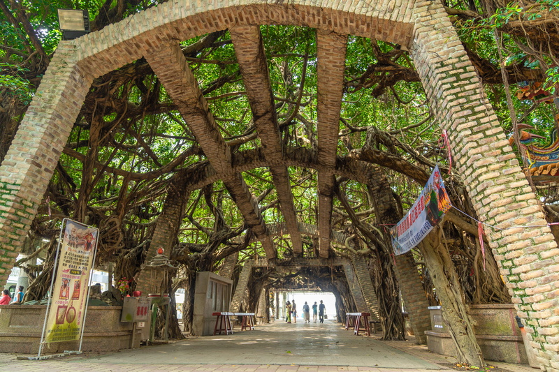 tongliang great banyan, hanging, taiwan, travel destinations, plant, 5K, built structure, the way forward, tongliang, direction, building exterior, tree