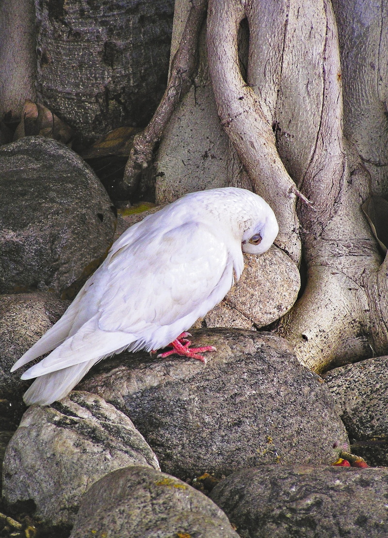 1080P, animals in the wild, animal themes, mammal, banyan, solid, vertebrate, perching, nature, rock - object, bird, wildlife, rock, white color, dove