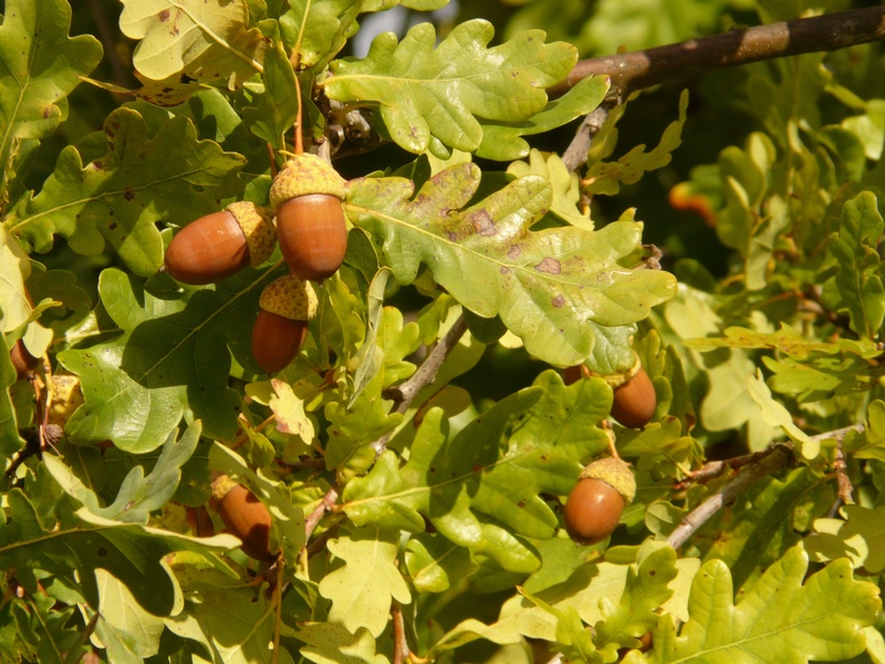fagaceae, healthy eating, outdoors, orange, quercus robur, timber, focus on foreground, nature, green color, leaves, no people, quercus pedunculata, close