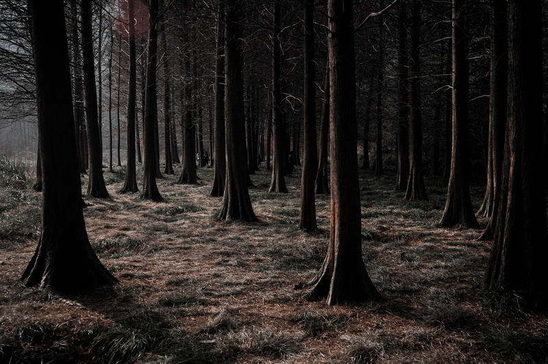 forest, day, trees, woodland, sequoium, trunk, plant, remote, tranquility, environment, no people, dark tree, nature, 4K, cedar, land, tranquil scene