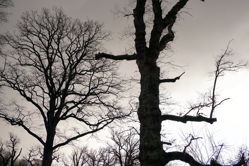 4K, beauty in nature, land, no people, scenics - nature, plant, bare tree, landscape, tranquil scene, day, tree trunk, sky, silhouette, tranquility, outdoors