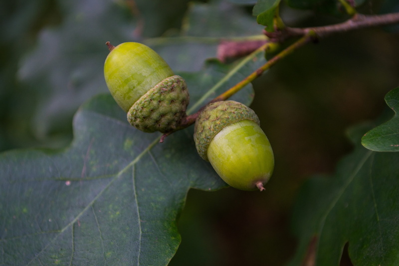 beauty in nature, plant part, growth, freshness, nature, tree, acorns, focus on foreground, 4K, healthy eating, plant, leaf, outdoors, fruit, wellbeing