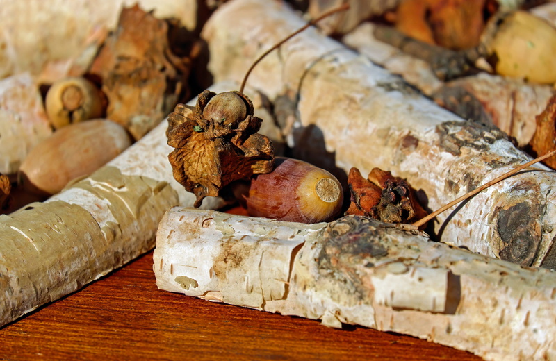 food and drink, wood - material, fruit, no people, food, focus on foreground, dried, tree, infected, outdoors, large group of objects, timber, nature, wood