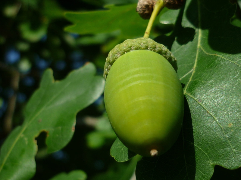 food, plant part, decorative, plant, close-up, healthy eating, fruit, leaf, beauty in nature, freshness, food and drink, tree, growth, selective focus
