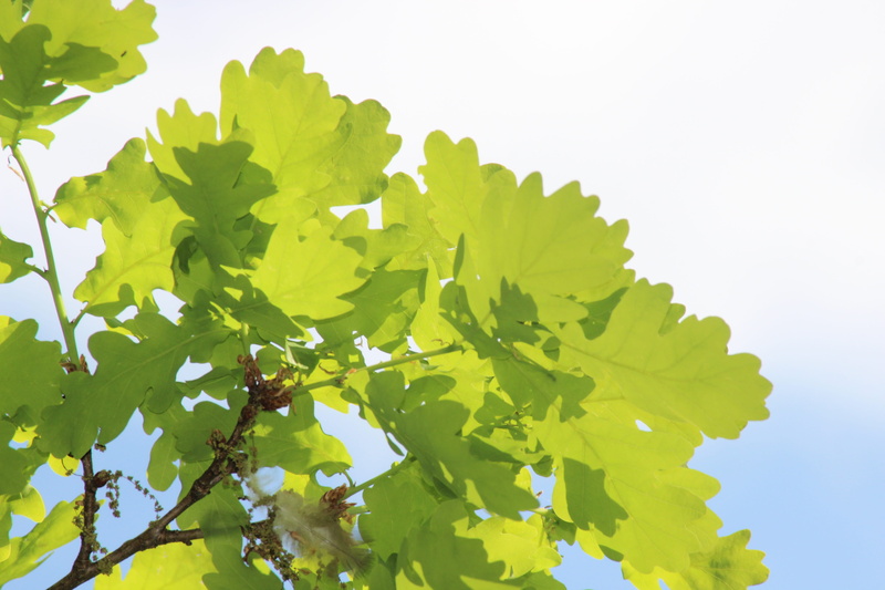 plant part, outdoors, old oak, oak, growth, oak grove, Tree, 5K, sunlight, Aesthetic, no people, tree, healthy eating, studio shot, food and drink, beauty in nature