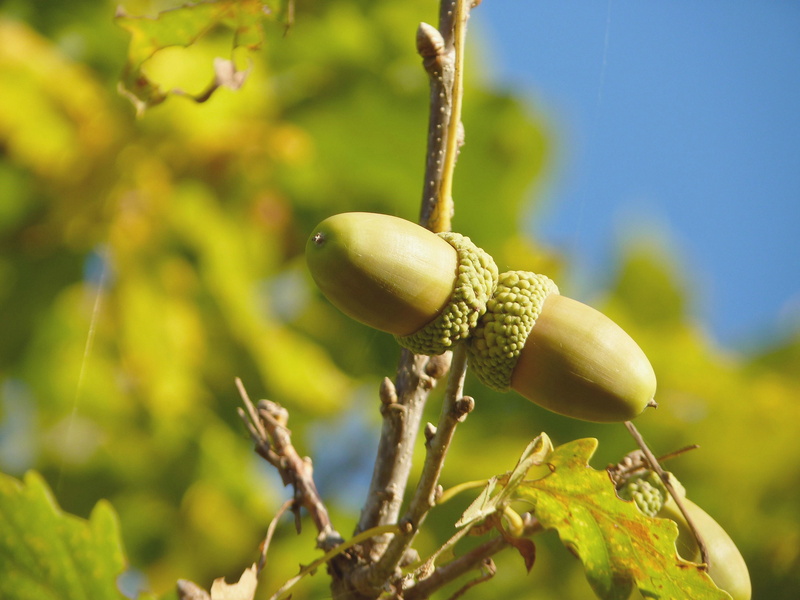 sunlight, day, plant, leaf, healthy eating, branch, Oak, nut, no people, autumn, close-up, oak leaves, food and drink, tree, oak fruit, Fruit, leaves, 4K