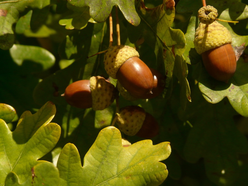 leaves, animal themes, food, nature, Pedunculate Oak, beauty in nature, green color, shaft oak, healthy eating, animals in the wild, deciduous tree, quercus