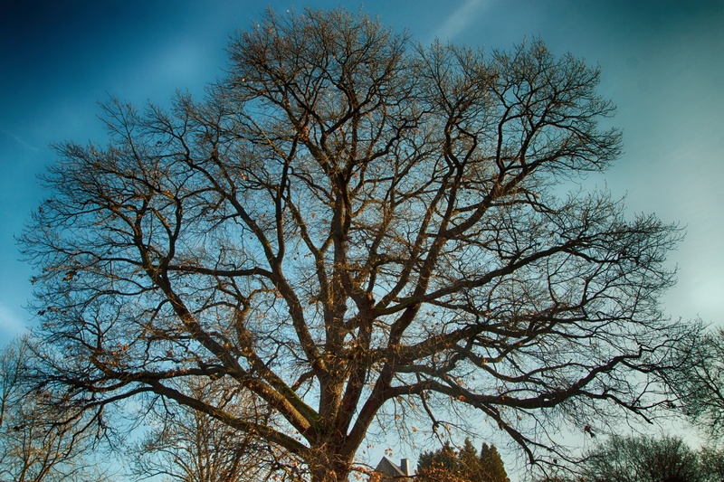 tree, deciduous tree, landscape, trunk, 4K, cloud - sky, scenics - nature, mood, sky, plant, nature, old oak, silhouette, blue, day, growth, oak, aesthetic