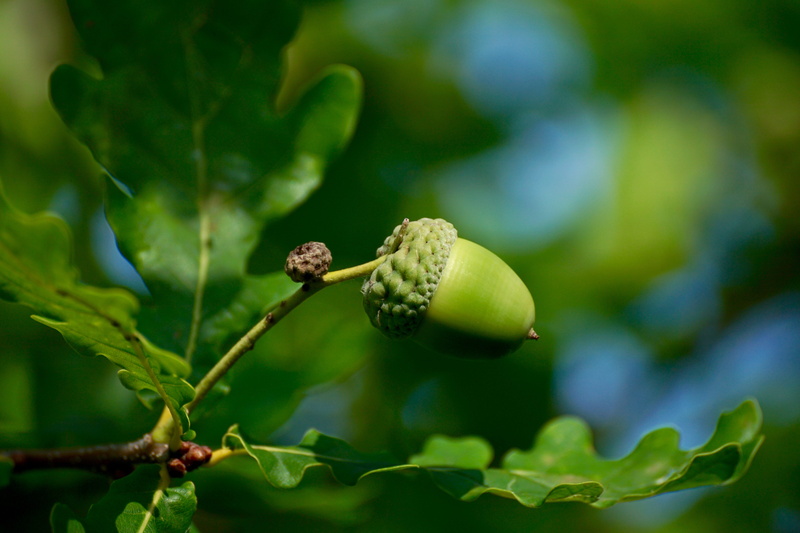 5K, day, growth, green color, food and drink, no people, photo, nature, acorn, beauty in nature, focus on foreground, healthy eating, plant, food, oak fruit