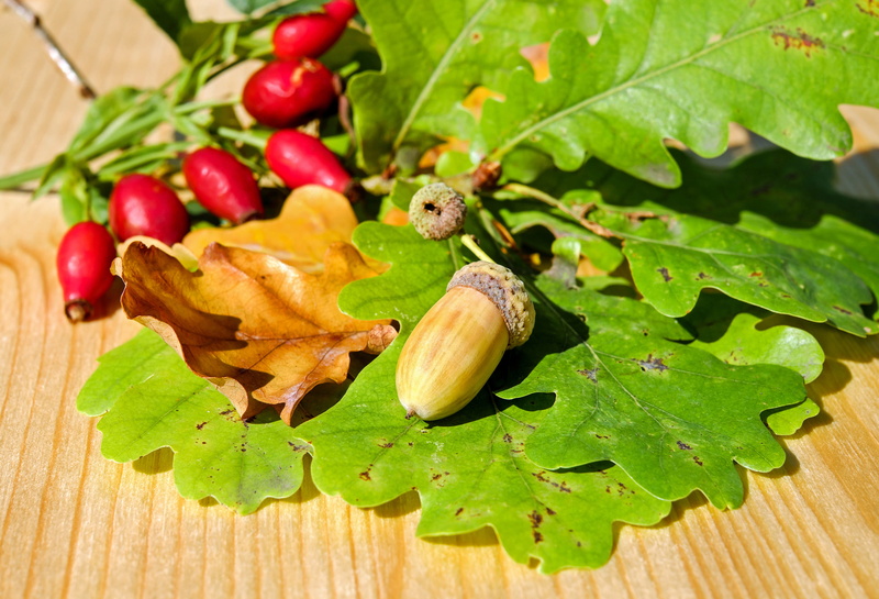 nut, autumn, green color, nature, food and drink, wood - material, growth, ripe, freshness, tree, rose hip, leaf, german oak, decoration, high angle view