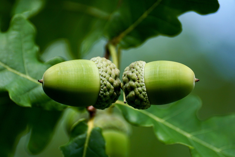 fruit, ripe, pair, immature, leaf, green color, oak leaves, unripe, green, freshness, wellbeing, tree fruit, summer, leaves, day, outdoors, plant, growth