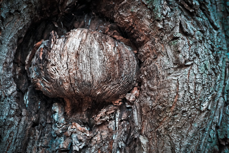 pattern, german oak, old oak tree, tree trunk, knothole, autumn, backgrounds, ridge, bark, gnarled, trunk, growth, oak, symmetry, brown, landscape, tree