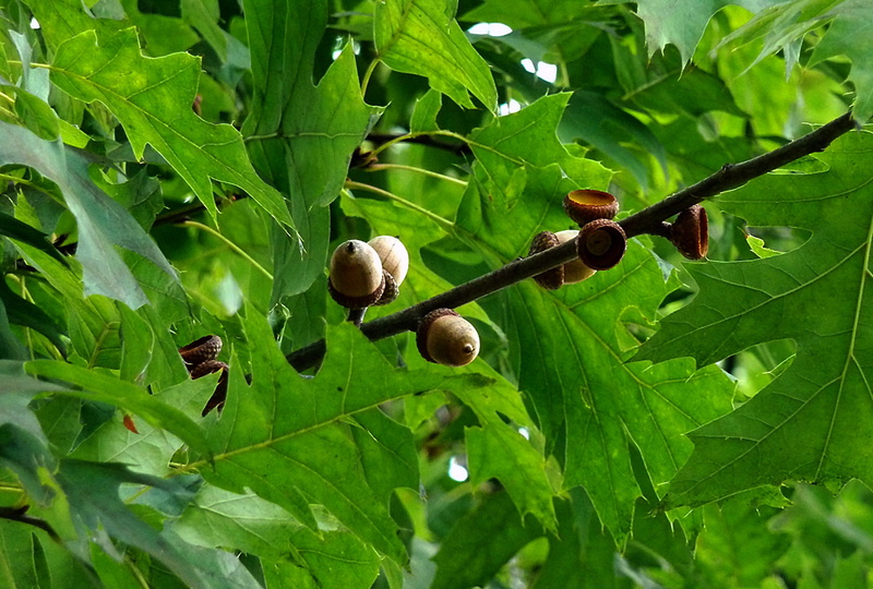 leaf, focus on foreground, beauty in nature, tree, Leaves, day, Nature, Acorns, green color, branch, Oak, oak leaves, outdoors, healthy eating, invertebrate