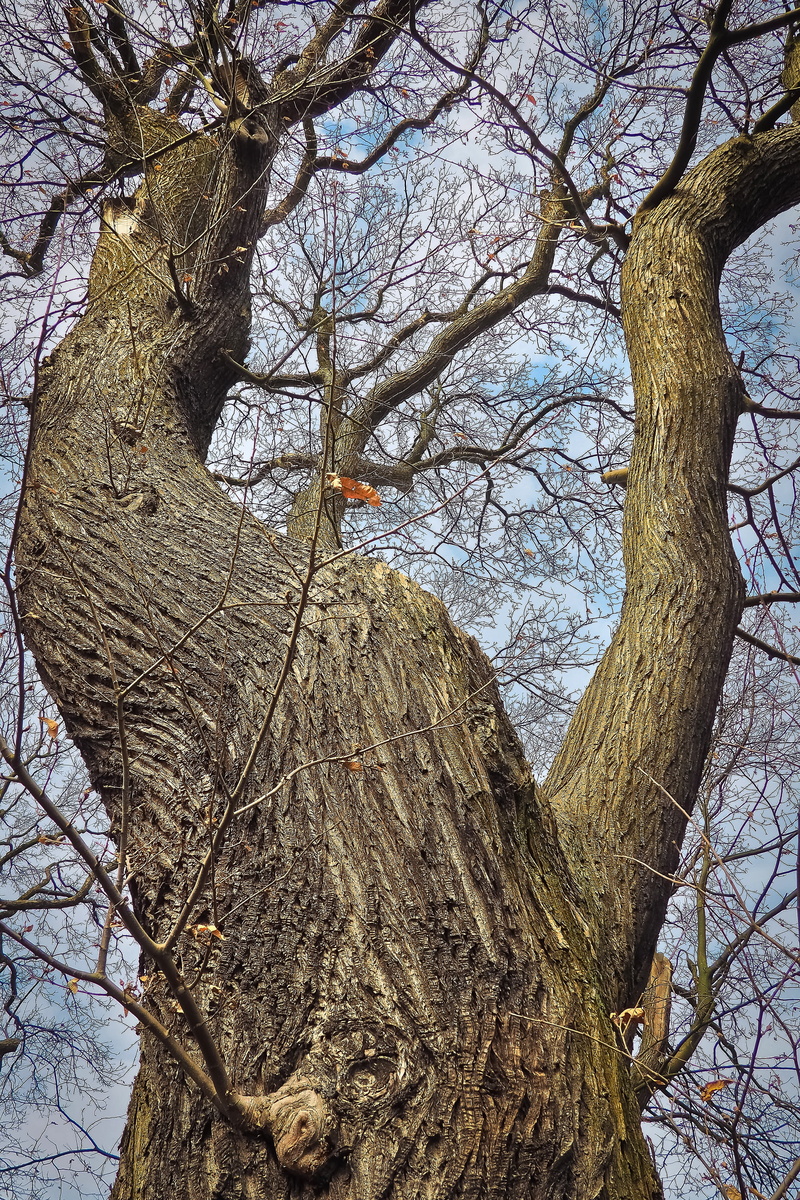 old oaks, german oak, old oak tree, forest, low angle view, ridge, winter, plant, bark, gnarled, idyll, tree trunk, high, tranquility, branch, outdoors