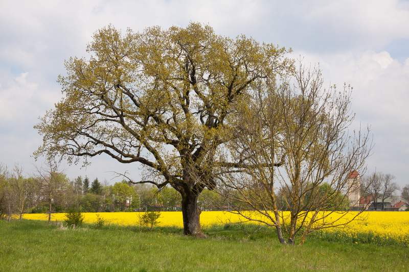 landscape, deciduous tree, spring, tranquil scene, yellow, land, field of rapeseeds, rural scene, tree, cloud - sky, growth, field, flower, springtime