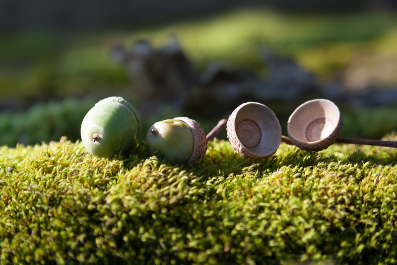4K, selective focus, day, fruit, genus, surface level, plant, quercus, food and drink, wellbeing, freshness, sunlight, food, oak, grass, forest, tree