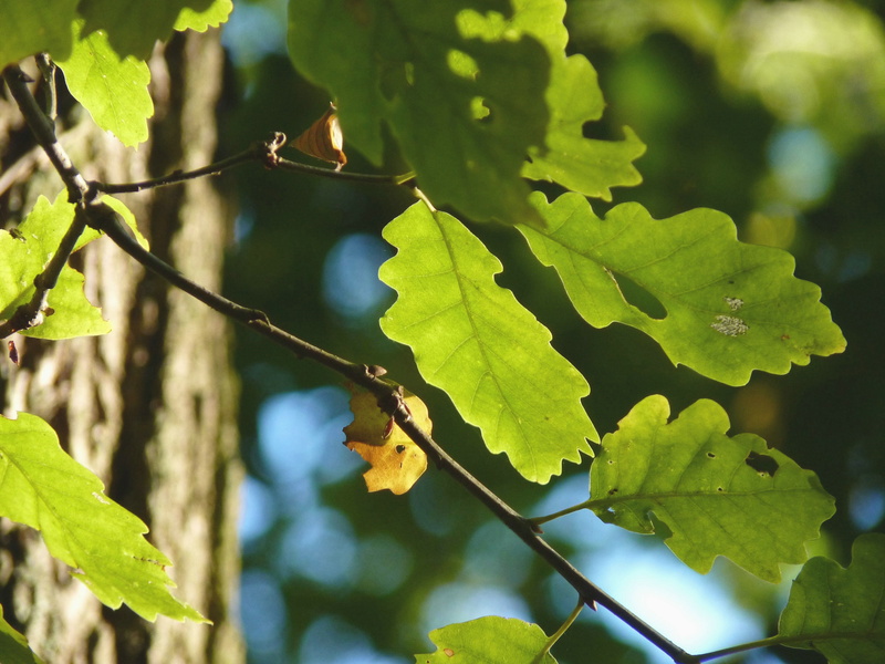 grape, plant, forest, branch, fruit, animal, decoration, oak leaf, brown, autumn, emerge, oak, nature, animal wildlife, green, vineyard, tree, october