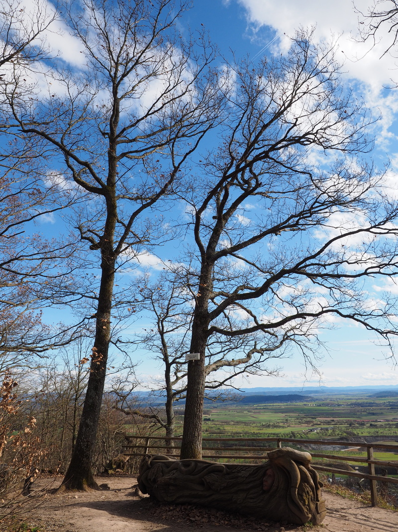 outdoors, nature park, grafenberg, schönbuch, bare tree, vantage point grafenberg, oak, cloud - sky, trunk, 4K, scenics - nature, field, tree trunk, no people