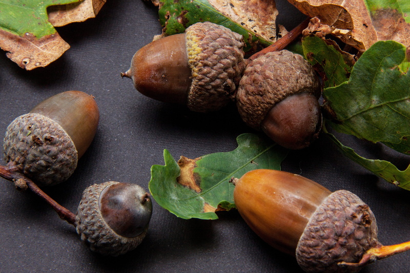nut - food, common beet, no people, close-up, Acorn, german oak, food and drink, freshness, plant part, high angle view, wellbeing, genus, table, still life