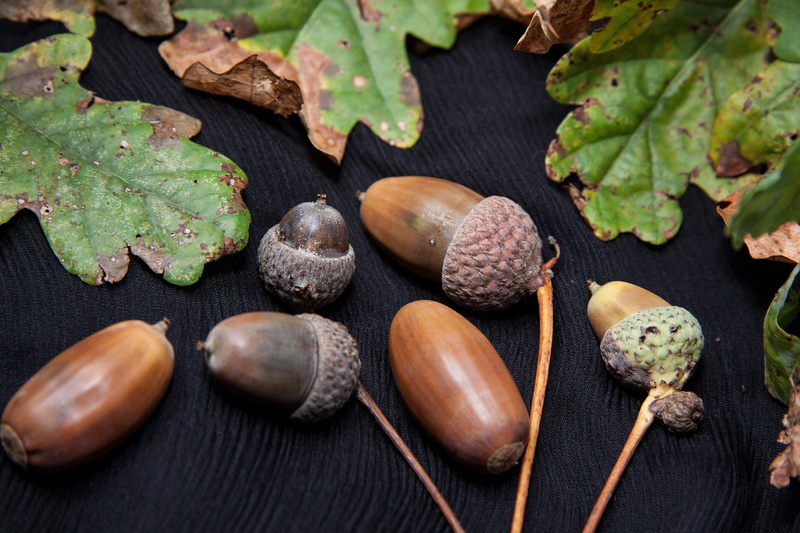 tree, close-up, oak, acorn, oak fruit, wellbeing, table, nut, no people, vegetable, nature, food and drink, freshness, studio shot, wood - material, high angle view
