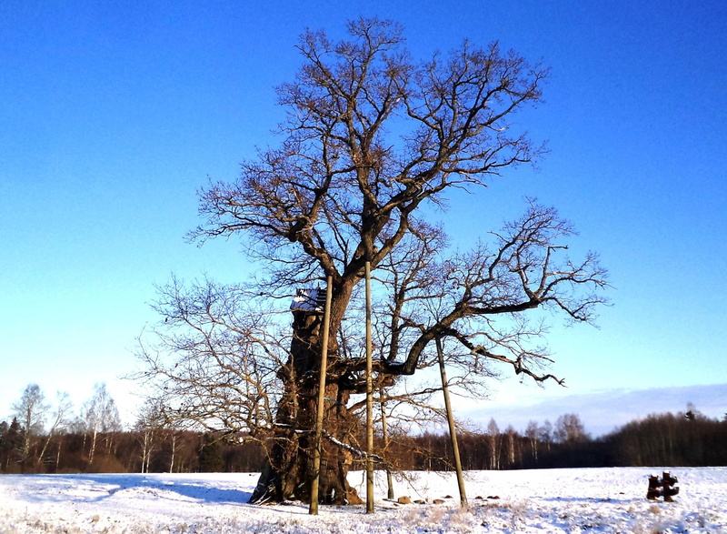 forests, oak, 1080P, nature, winter, beauty, old, nature and landscapes