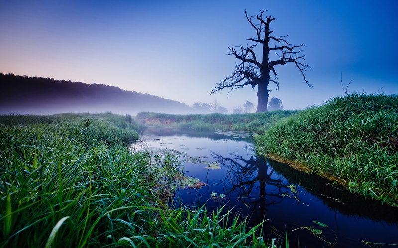 sky, 2K, landscape, green, old, oak, trees, sunrise, nature, water