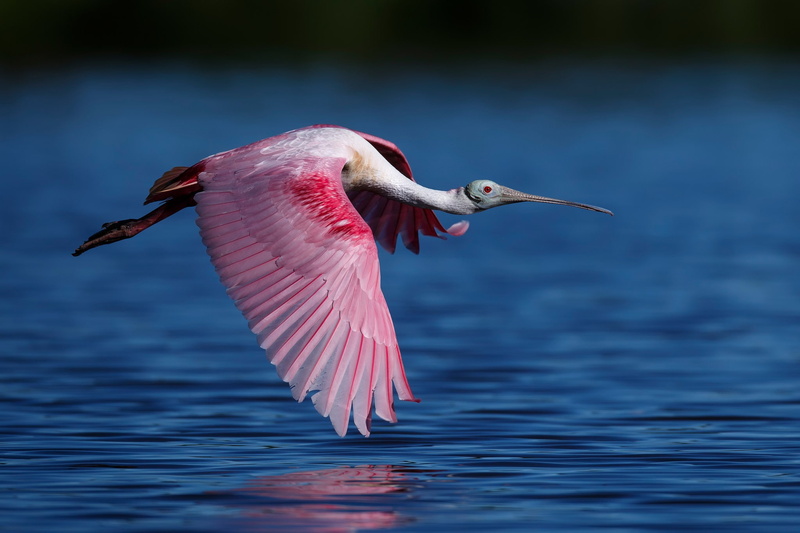 1080P, flight, family threskiornithidae, roseate, roseate spoonbill, water, bird, spoonbill