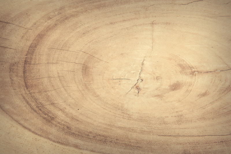 nature, tree ring, floor, tree, textured, concentric, decor, building, wood grain, no people, grunge, bark, close-up, cracked, 4K, tree trunk, dried, shape