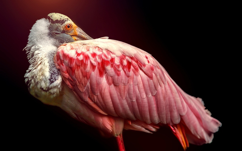 2K, a family of ibises, roseate, a detachment of the stork birds include, photo, spoonbill, the roseate spoonbill, a bird
