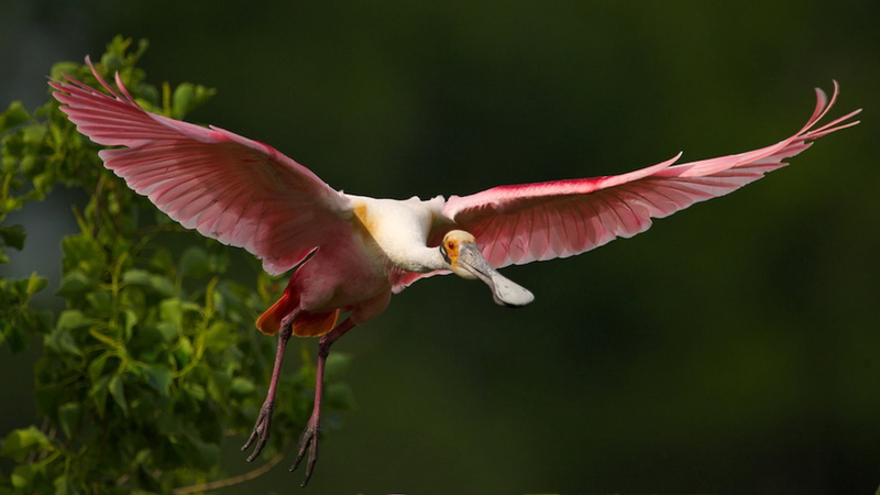 animal, vertebrate, one animal, spoonbill, focus on foreground, animals in the wild, phones, day, bird, beak, nature, close-up, spread wings, outdoors