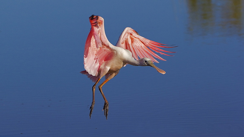 flying, water, pink color, animals in the wild, tablet, florida, nature, animal, wading, blue, outdoors, full length, animal themes, bird, lake, flamingo