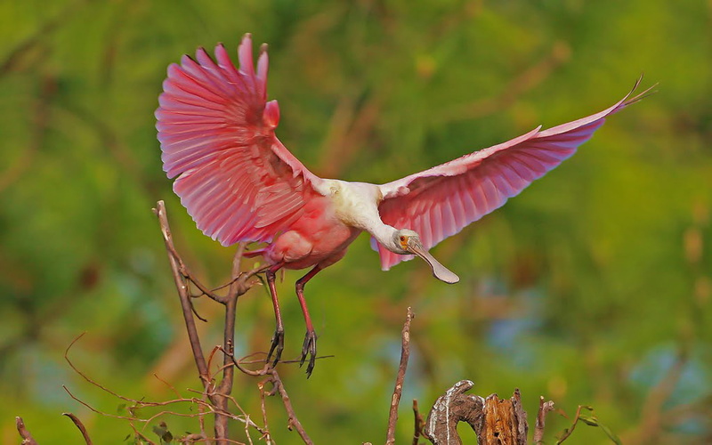 gatorland, florida, hd, roseate, 1080P, beautiful, orlando, spoonbill