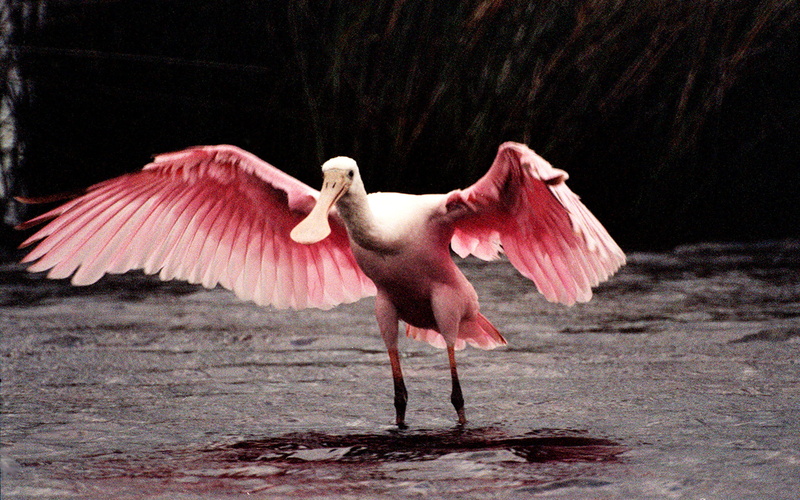 pink color, animals in the wild, 2K, nature, animal wildlife, animal, full length, wingspan, vertebrate, animal wing, bird, water, flying, spread wings