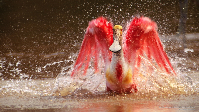 pantanal, spoonbill, 2K, brazil, roseate, bathing, Birds