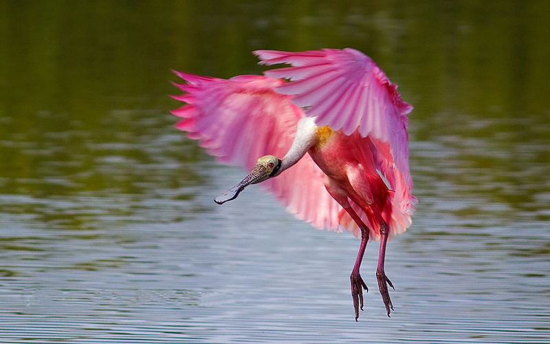 mobile, desktop, hd, roseate, 2K, spoonbill